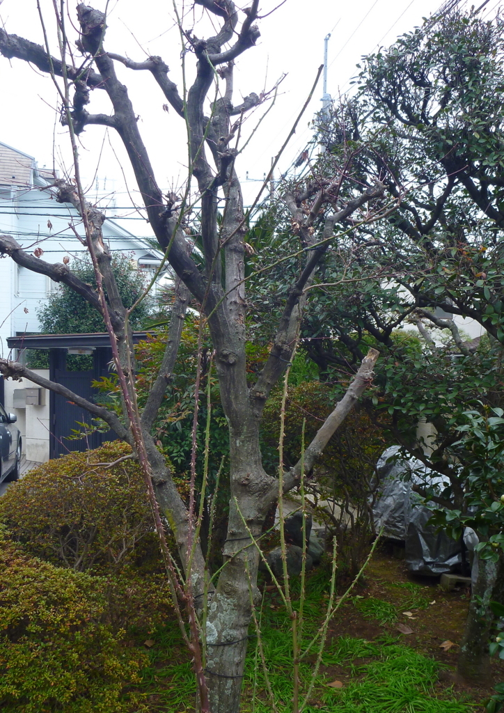 f:id:verandarosegarden:20180108154533j:plain f:id:verandarosegarden:20180108154533j:plain