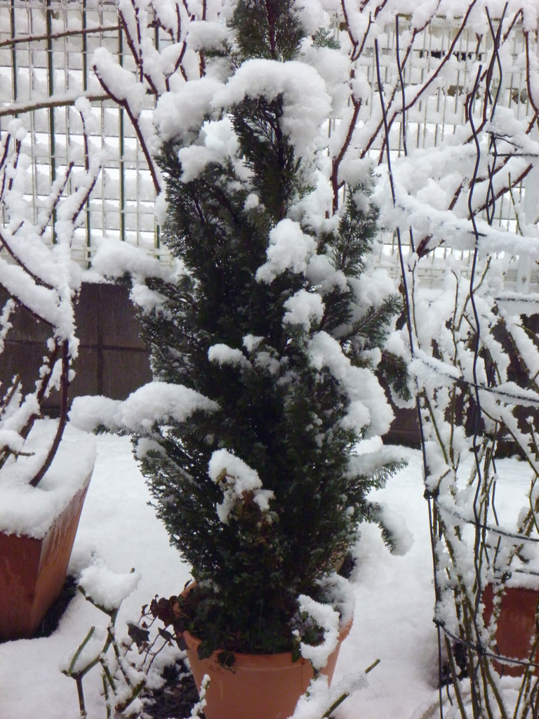 f:id:verandarosegarden:20180202075904j:plain f:id:verandarosegarden:20180202075904j:plain