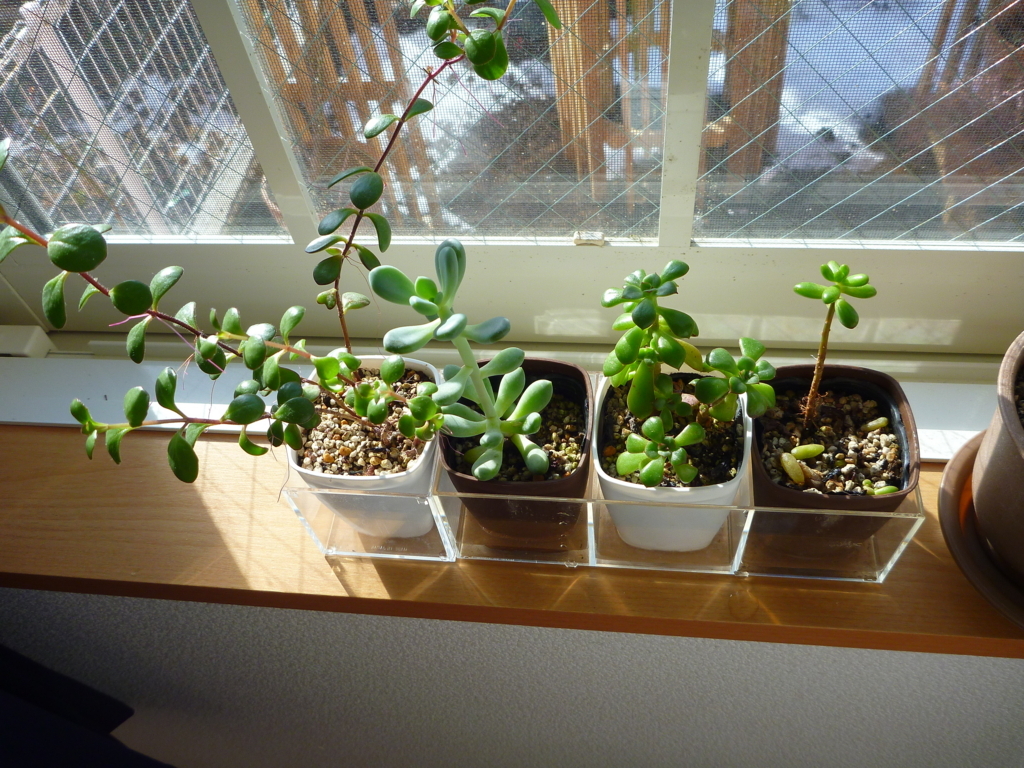 f:id:verandarosegarden:20180203161841j:plain f:id:verandarosegarden:20180203161841j:plain