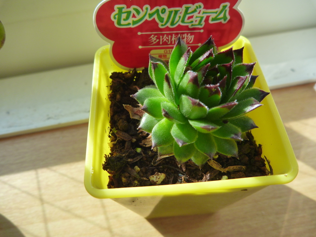 f:id:verandarosegarden:20180203161947j:plain f:id:verandarosegarden:20180203161947j:plain