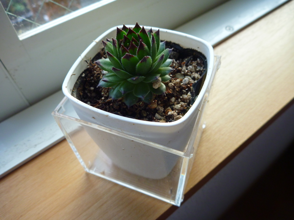 f:id:verandarosegarden:20180203162207j:plain f:id:verandarosegarden:20180203162207j:plain