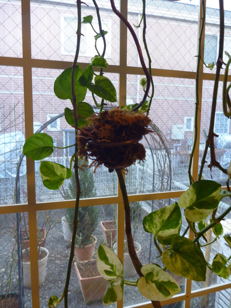 f:id:verandarosegarden:20180204185349j:plain f:id:verandarosegarden:20180204185349j:plain