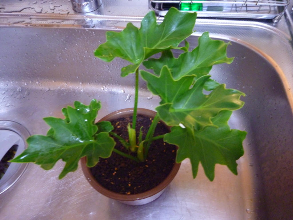 f:id:verandarosegarden:20180204185817j:plain f:id:verandarosegarden:20180204185817j:plain