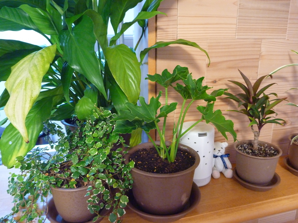 f:id:verandarosegarden:20180204185902j:plain f:id:verandarosegarden:20180204185902j:plain