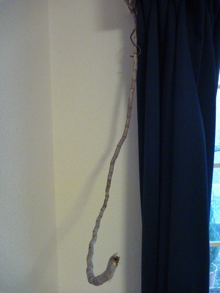 f:id:verandarosegarden:20180204190157j:plain f:id:verandarosegarden:20180204190157j:plain