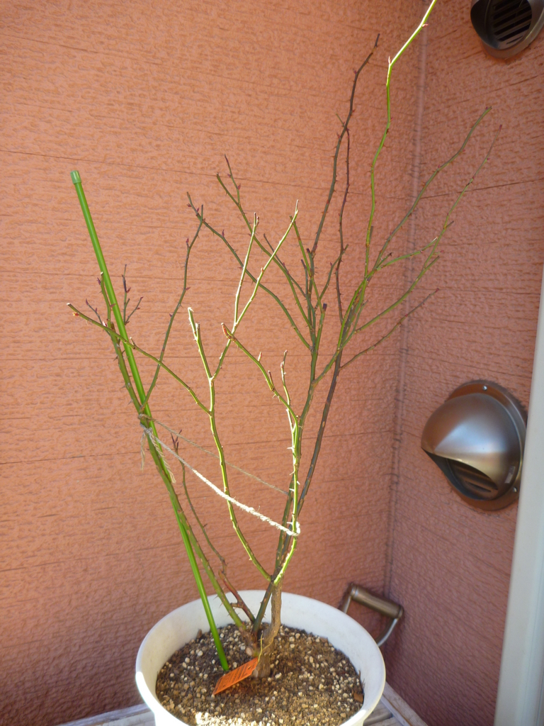 f:id:verandarosegarden:20180207143005j:plain f:id:verandarosegarden:20180207143005j:plain