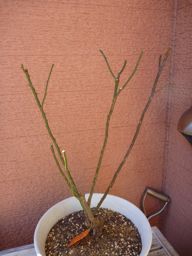 f:id:verandarosegarden:20180207143143j:plain f:id:verandarosegarden:20180207143143j:plain