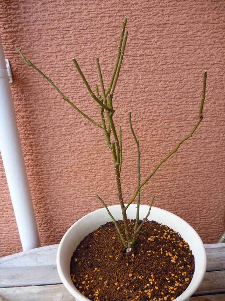 f:id:verandarosegarden:20180208140259j:plain