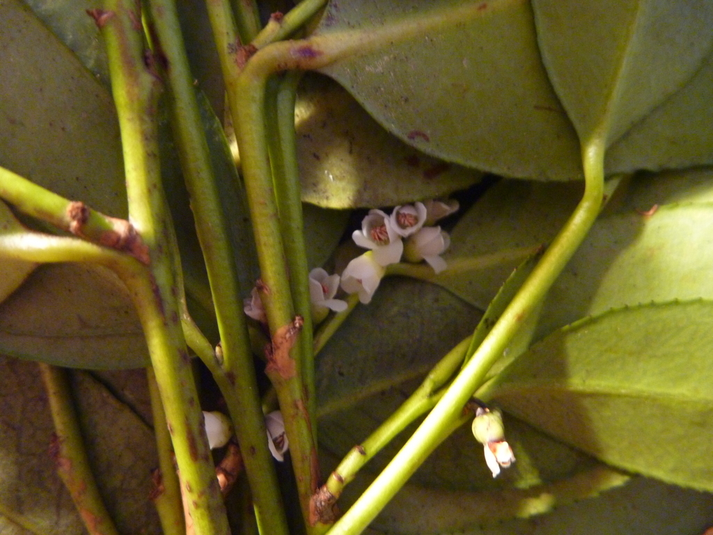 f:id:verandarosegarden:20180211081647j:plain