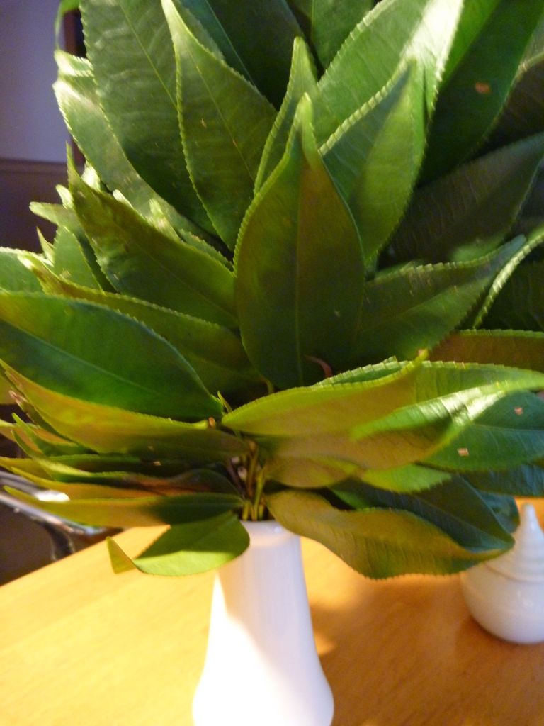 f:id:verandarosegarden:20180211081928j:plain