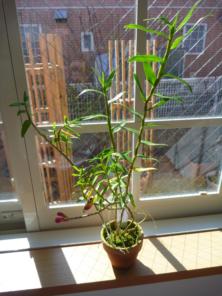 f:id:verandarosegarden:20180218111556j:plain f:id:verandarosegarden:20180218111556j:plain