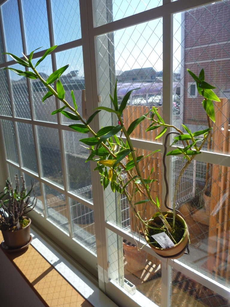 f:id:verandarosegarden:20180218112008j:plain f:id:verandarosegarden:20180218112008j:plain