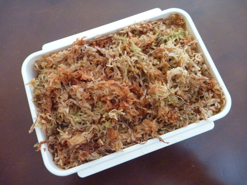 f:id:verandarosegarden:20180218195159j:plain f:id:verandarosegarden:20180218195159j:plain