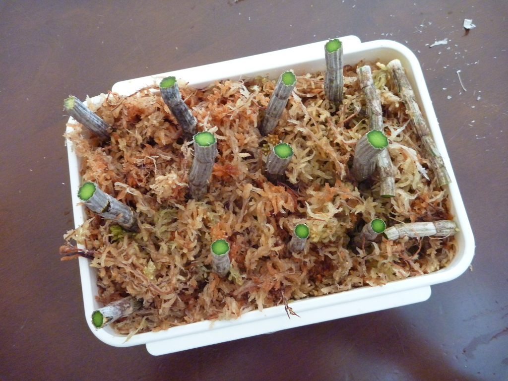 f:id:verandarosegarden:20180218195500j:plain f:id:verandarosegarden:20180218195500j:plain