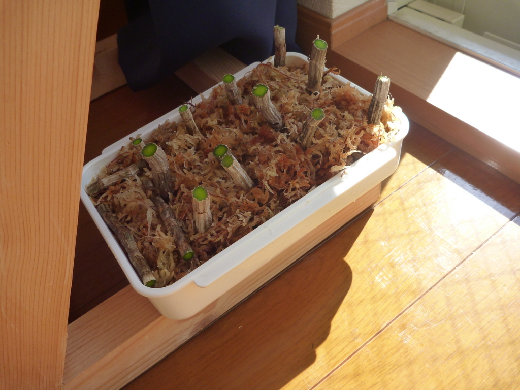 f:id:verandarosegarden:20180218195831j:plain f:id:verandarosegarden:20180218195831j:plain