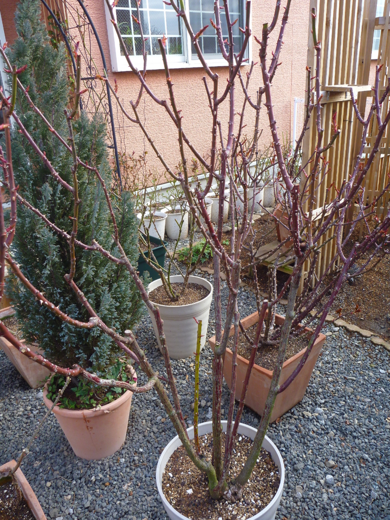 f:id:verandarosegarden:20180311095656j:plain f:id:verandarosegarden:20180311095656j:plain