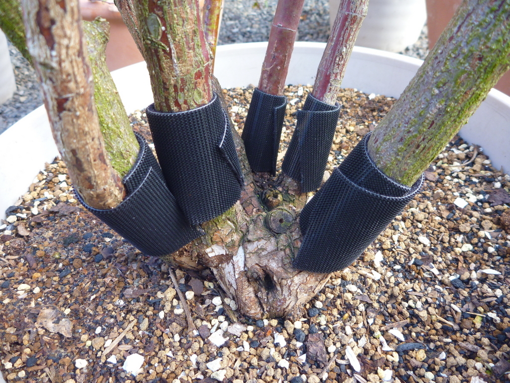 f:id:verandarosegarden:20180311095741j:plain f:id:verandarosegarden:20180311095741j:plain