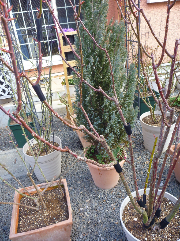 f:id:verandarosegarden:20180311095825j:plain f:id:verandarosegarden:20180311095825j:plain