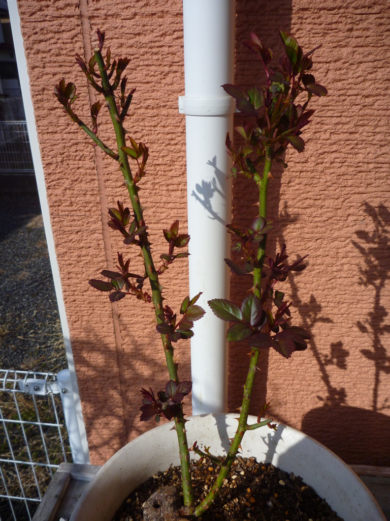 f:id:verandarosegarden:20180313080918j:plain