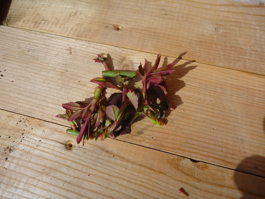 f:id:verandarosegarden:20180313081227j:plain