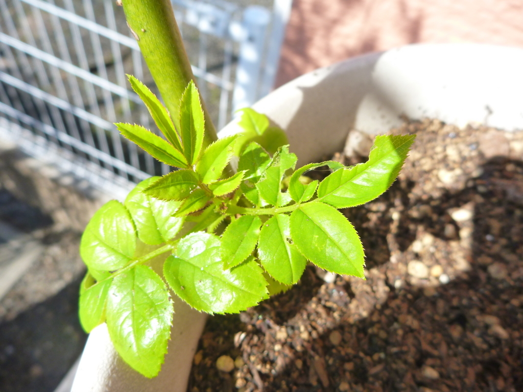 f:id:verandarosegarden:20180325100511j:plain f:id:verandarosegarden:20180325100511j:plain