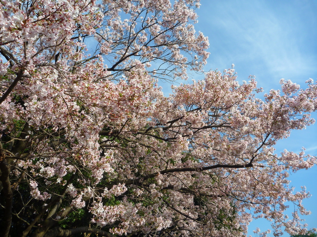 f:id:verandarosegarden:20180326225407j:plain f:id:verandarosegarden:20180326225407j:plain