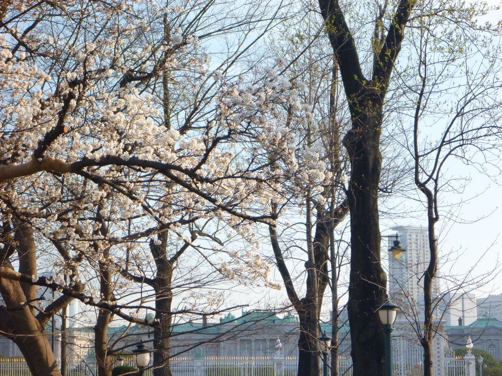 f:id:verandarosegarden:20180326225454j:plain f:id:verandarosegarden:20180326225454j:plain