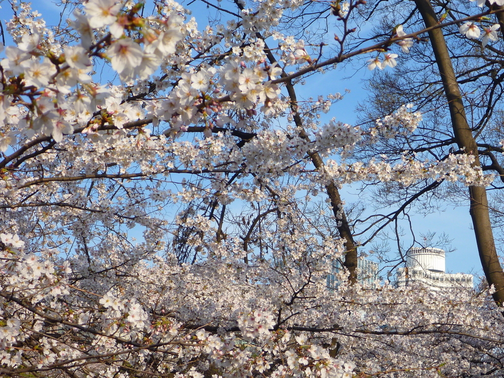 f:id:verandarosegarden:20180326225559j:plain f:id:verandarosegarden:20180326225559j:plain