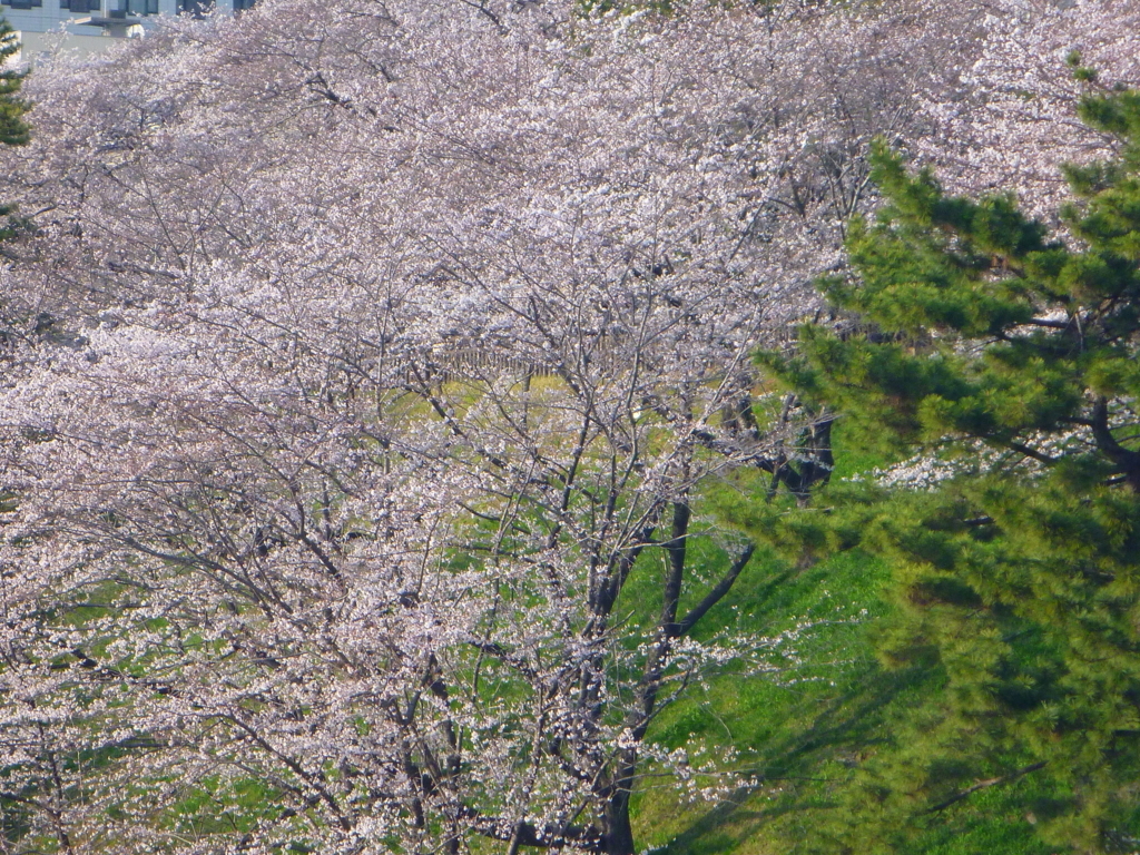 f:id:verandarosegarden:20180326225928j:plain f:id:verandarosegarden:20180326225928j:plain