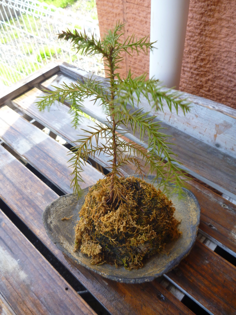 f:id:verandarosegarden:20180411172335j:plain f:id:verandarosegarden:20180411172335j:plain