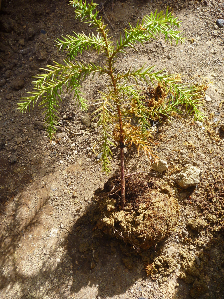 f:id:verandarosegarden:20180411173021j:plain f:id:verandarosegarden:20180411173021j:plain