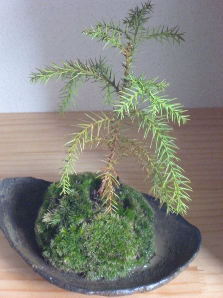 f:id:verandarosegarden:20180411173229j:plain f:id:verandarosegarden:20180411173229j:plain