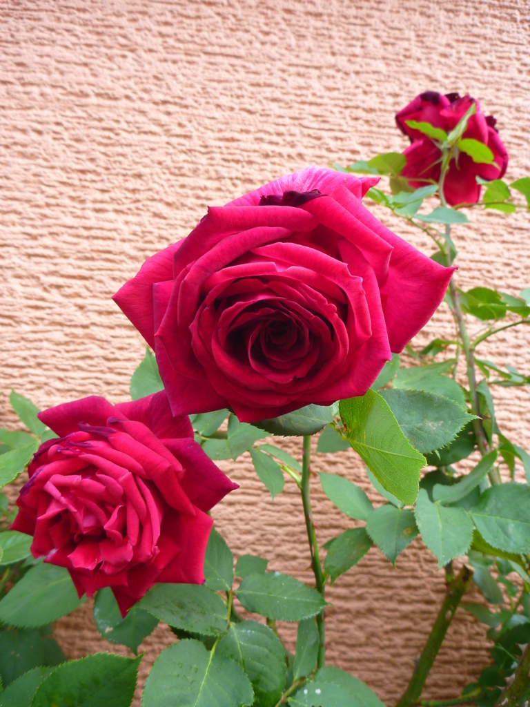 f:id:verandarosegarden:20180502092023j:plain f:id:verandarosegarden:20180502092023j:plain