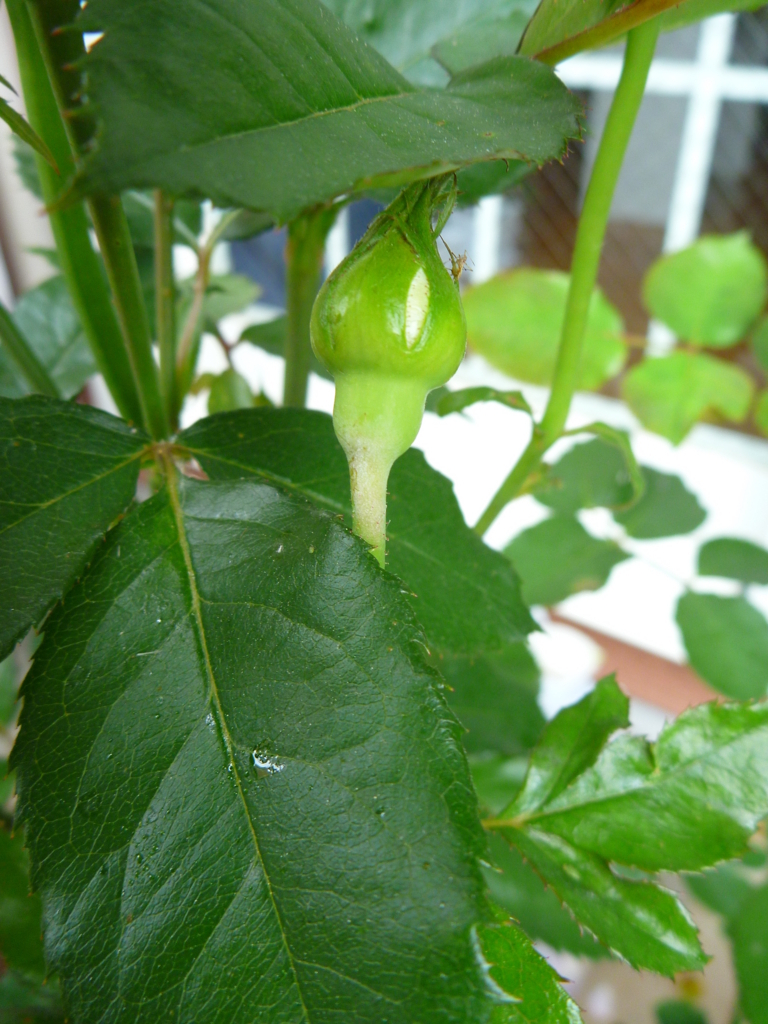 f:id:verandarosegarden:20180509172439j:plain