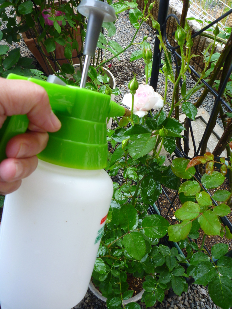 f:id:verandarosegarden:20180509172748j:plain