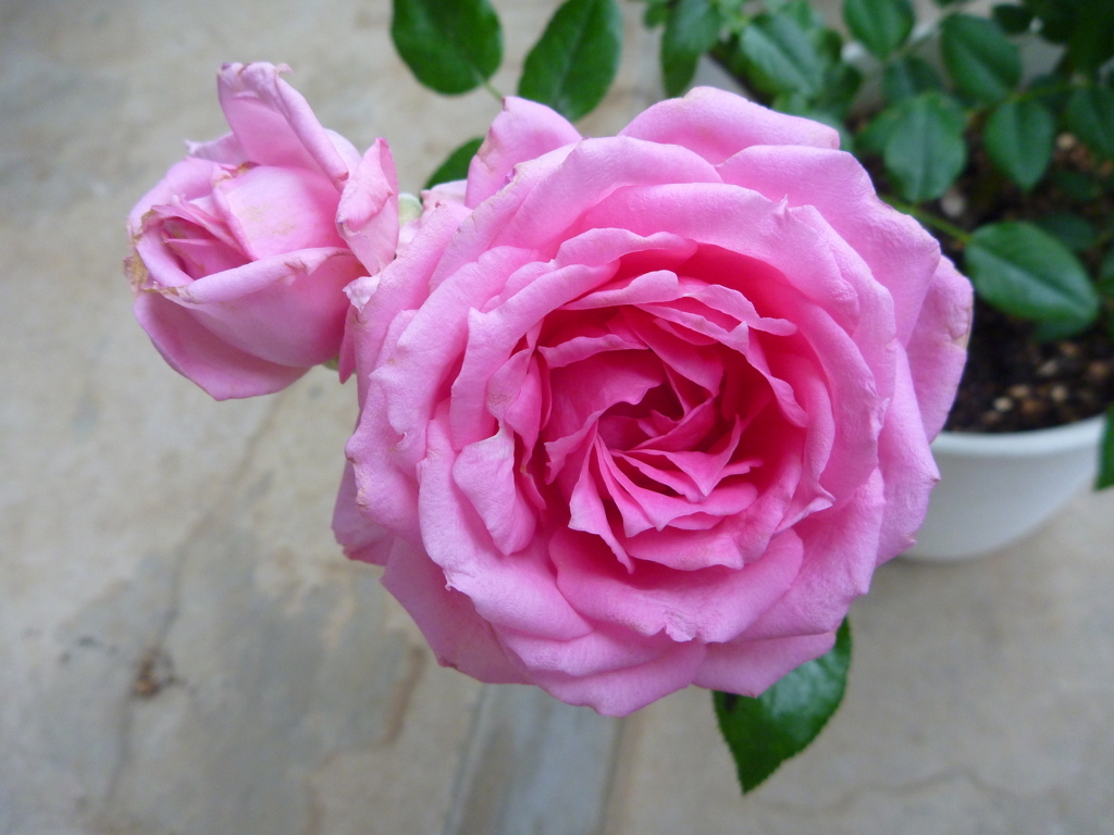 f:id:verandarosegarden:20180513080556j:plain f:id:verandarosegarden:20180513080556j:plain