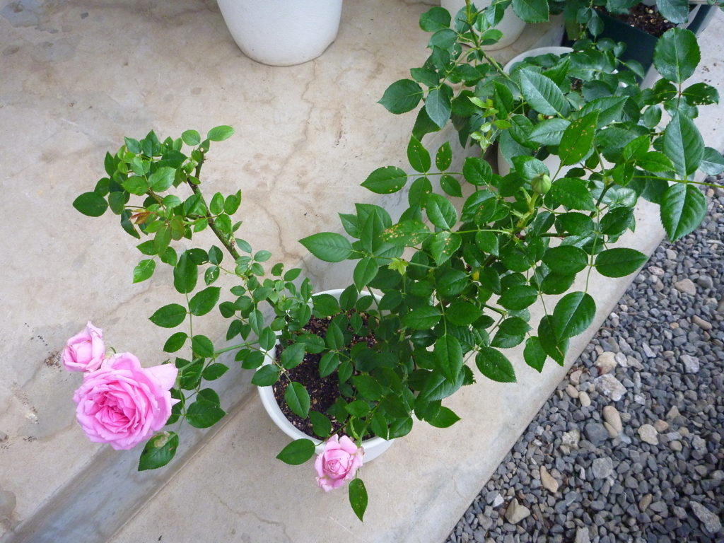 f:id:verandarosegarden:20180513080728j:plain f:id:verandarosegarden:20180513080728j:plain