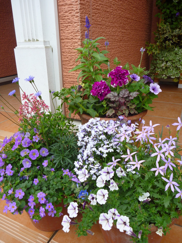 f:id:verandarosegarden:20180523104345j:plain