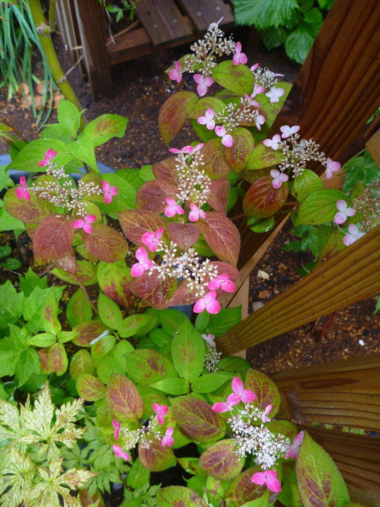 f:id:verandarosegarden:20180607201554j:plain f:id:verandarosegarden:20180607201554j:plain