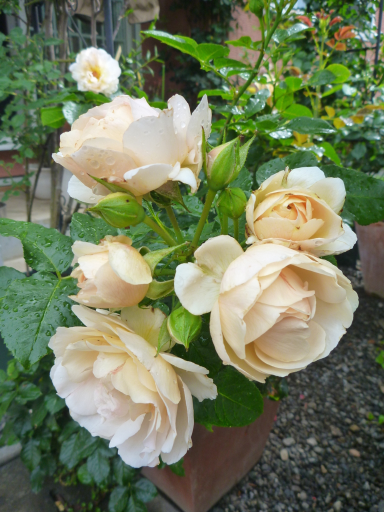 f:id:verandarosegarden:20180607203153j:plain f:id:verandarosegarden:20180607203153j:plain