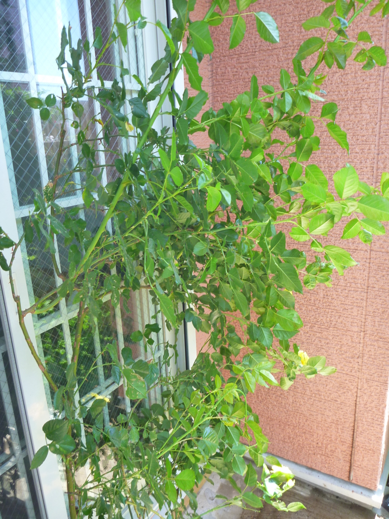 f:id:verandarosegarden:20180608145320j:plain