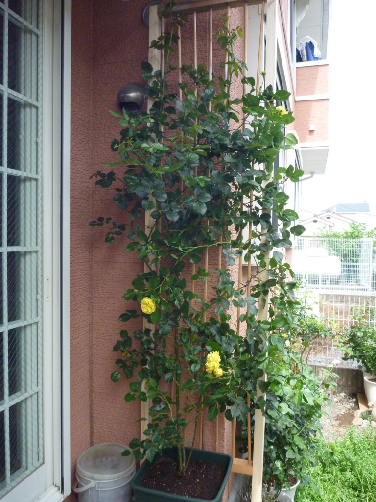 f:id:verandarosegarden:20180608145632j:plain