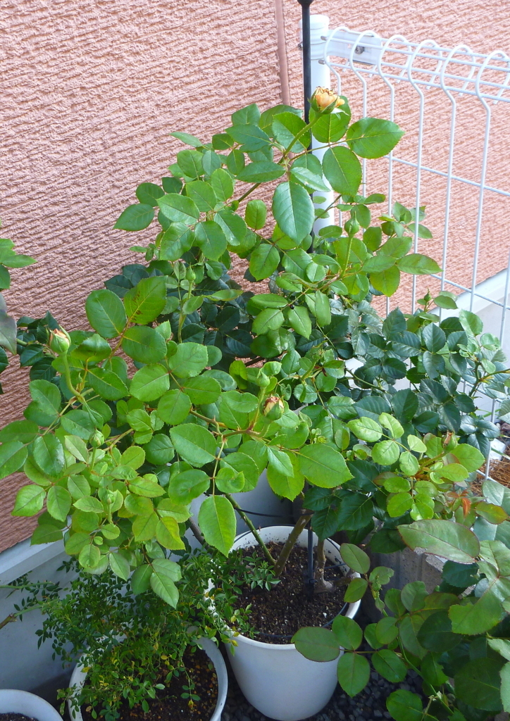 f:id:verandarosegarden:20180611203521j:plain