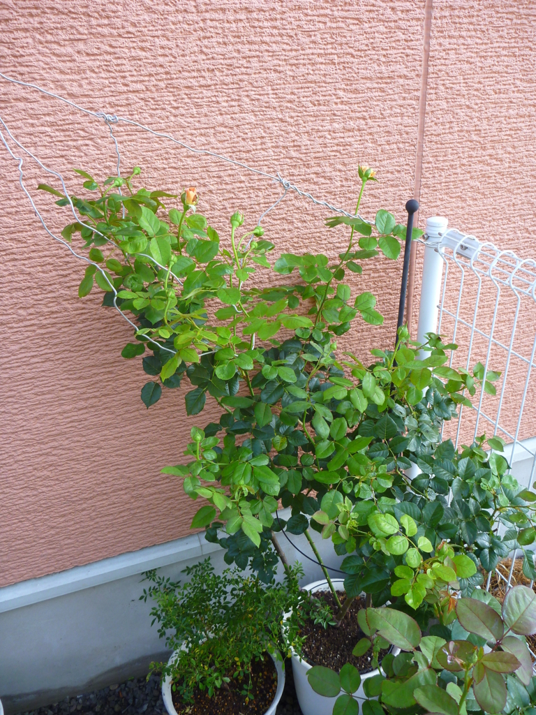 f:id:verandarosegarden:20180611203734j:plain