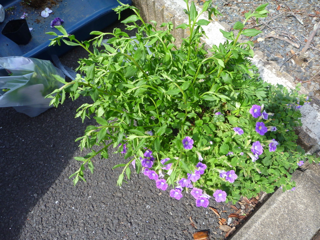 f:id:verandarosegarden:20180620081025j:plain f:id:verandarosegarden:20180620081025j:plain