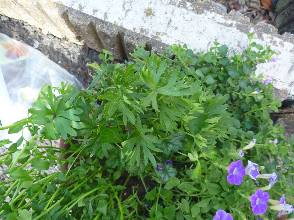 f:id:verandarosegarden:20180620081309j:plain f:id:verandarosegarden:20180620081309j:plain