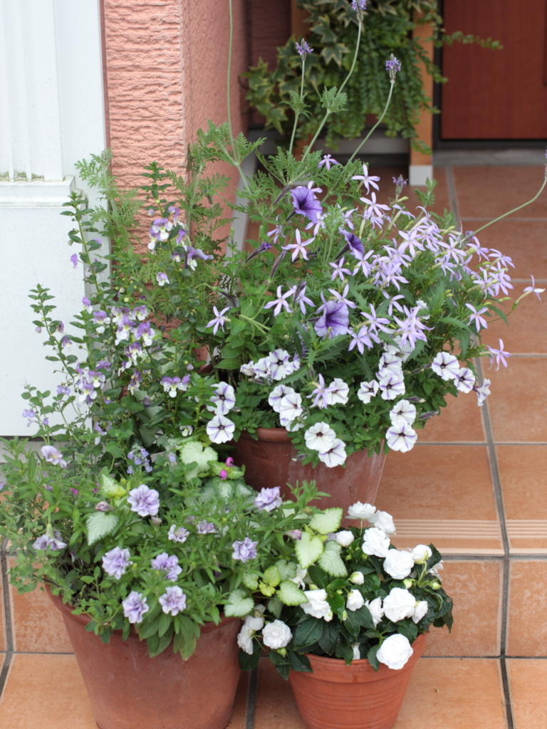 f:id:verandarosegarden:20180620081921j:plain f:id:verandarosegarden:20180620081921j:plain
