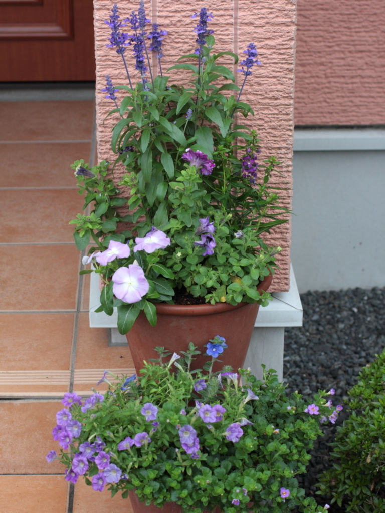 f:id:verandarosegarden:20180620082448j:plain f:id:verandarosegarden:20180620082448j:plain