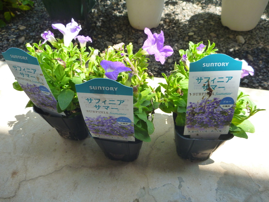 f:id:verandarosegarden:20180622162445j:plain f:id:verandarosegarden:20180622162445j:plain