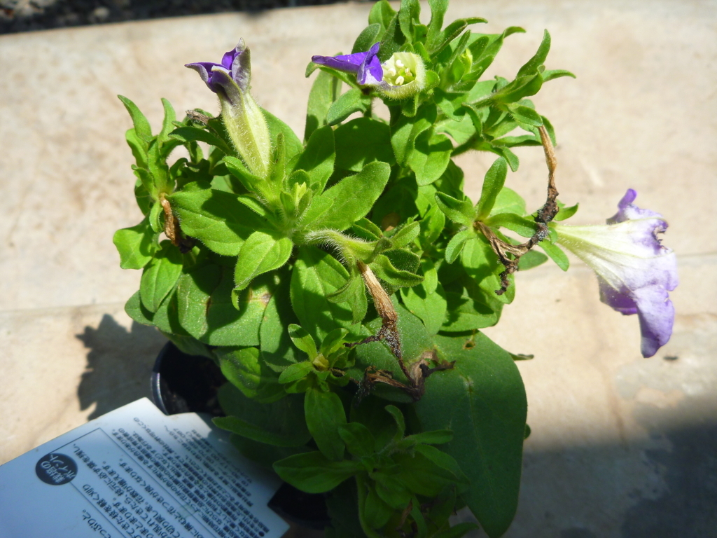 f:id:verandarosegarden:20180622162905j:plain f:id:verandarosegarden:20180622162905j:plain